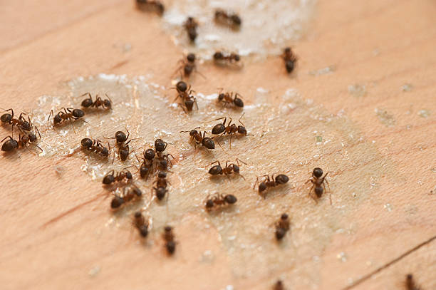 Best Affordable Pest Control Services  in Eagle Point, AL